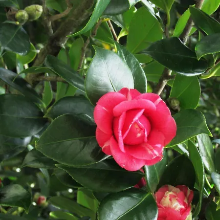 Casa Malva - Traditional Townhouse * مونشيك